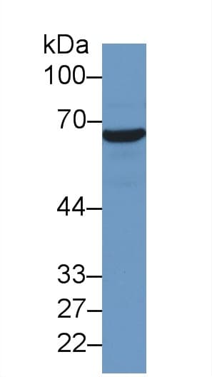 HSPA1A Antibody (APC)