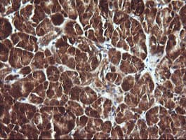 SYP / Synaptophysin Antibody (clone OTI1B10, Carrier-free)