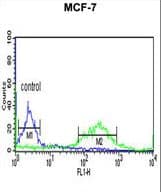 IHC-plus™ ETS2 Antibody (aa146-173)