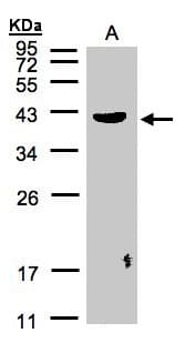 Polyclonal Rabbit anti-Human PLEK / Pleckstrin Antibody (aa287-300, WB)