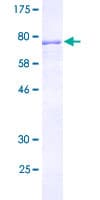 Human CELF3 Protein (Recombinant GST)