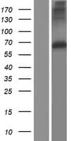 MMP17 Protein (Over-Expression Lysate Myc-DDK (Flag))