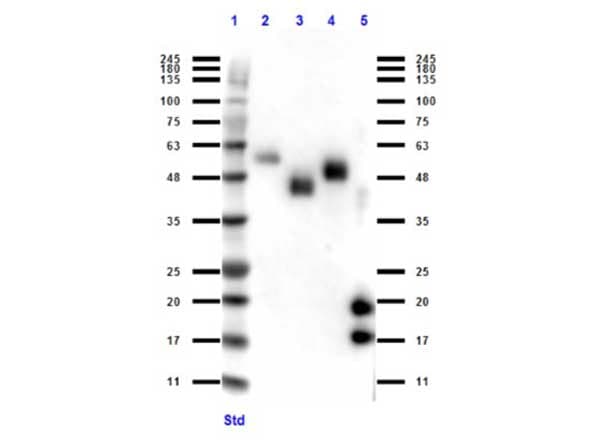 Polyclonal Rabbit anti-Llama Camelid VhH Ig Antibody (WB)