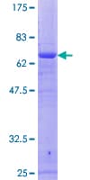 Human RFC4 Protein (Recombinant GST)