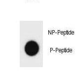 Polyclonal Rabbit anti-Mouse Hamartin / TSC1 Antibody (phospho-Ser387)
