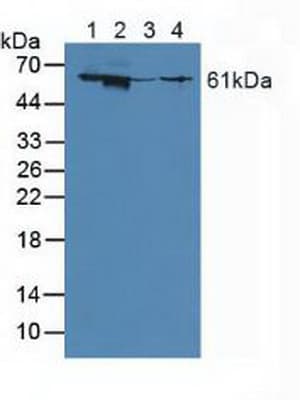 GGT1 / GGT Antibody (aa296-537)