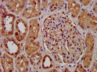 NSPC1 / PCGF1 Antibody