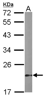 DUSP3 / VHR Antibody (aa1-185)