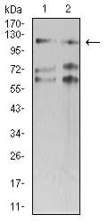 SMARCA1 / SWI Antibody (clone 2H7B8)