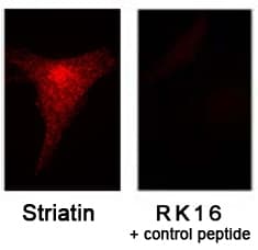 STRN / Striatin Antibody (Internal)