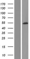 CACNB4 Protein (Over-Expression Lysate Myc-DDK (Flag))