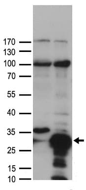 Polyclonal Rabbit anti-Human HSPB1 / HSP27 Antibody (WB)