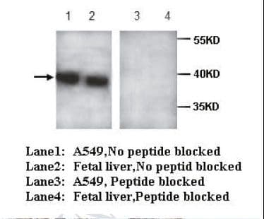 CREB3L4 / AIBZIP Antibody (C-Terminus)