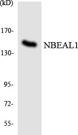 Polyclonal Rabbit anti-Human NBEAL1 Antibody (aa549-598, WB)
