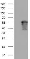 AIPL1 Antibody (clone OTI2B11)