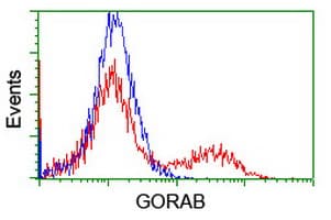 GORAB / SCYL1BP1 Antibody (clone OTI4A4)