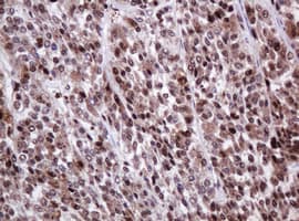 PCNA Antibody (clone OTI3D6)