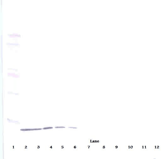 CXCL10 / IP-10 Antibody