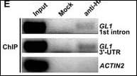 Hemagglutinin / HA Tag Antibody