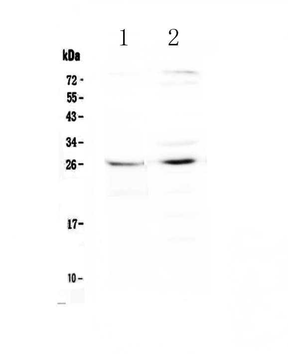SLC31A1 / CTR1 Antibody