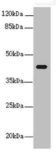 Polyclonal Rabbit anti-Human PEX3 Antibody (IHC, WB)