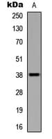 UBE2U Antibody (C-Terminus)