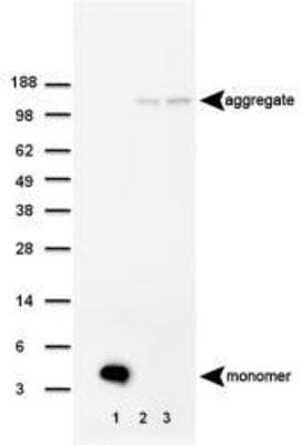 APP / Beta Amyloid Precursor Antibody (clone MOAB-2)