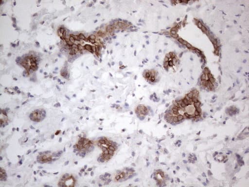 PD-L2 / PDCD1LG2 / CD273 Antibody (clone OTI5A7, Carrier-free)