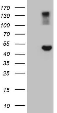 GNAS Antibody (clone OTI12D9)