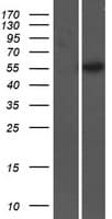 GP2 Protein (Over-Expression Lysate Myc-DDK (Flag))