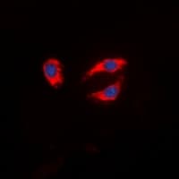 SYN1 / Synapsin 1 Antibody (N-Terminus)