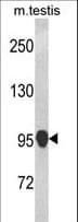 NLRP12 Antibody (aa800-1061)