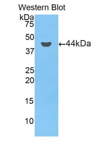 Complement C7 Antibody (aa255-399)