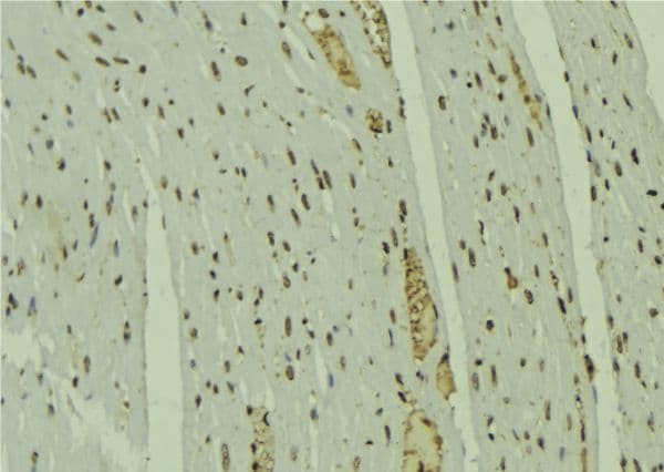 NOL7 / RARG-1 Antibody