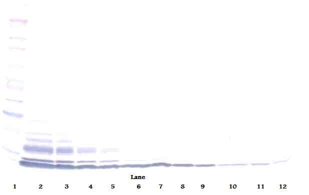 LD78 / CCL3L1 Antibody