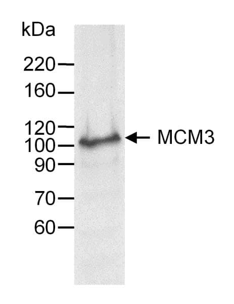 MCM3 Antibody (aa500-550)