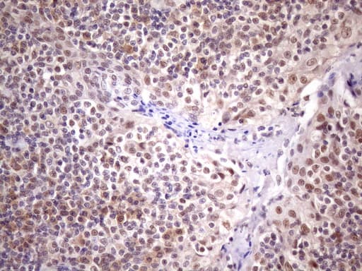 SPT3 / SUPT3H Antibody (clone OTI3D1)