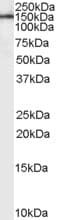 IHC-plus™ LEPR / Leptin Receptor Antibody (aa829-841)