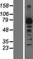 ADRBK1 / GRK2 Protein (Over-Expression Lysate Myc-DDK (Flag))