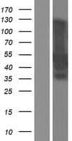 MEIS2 Protein (Over-Expression Lysate Myc-DDK (Flag))