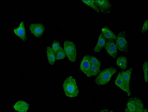 C7orf31 Antibody