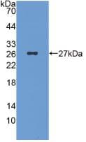ICA69 / ICA1 Antibody (clone C10, APC)