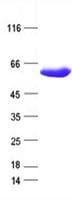Human BAIAP2 / IRSP53 Protein (Recombinant DDK,C-terminus)