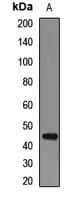 DRD3 / Dopamine Receptor D3 Antibody