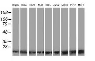 POLR2J2 Antibody (clone OTI8F10)