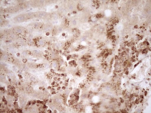 MMP3 Antibody (aa246-477, clone OTI2D4)