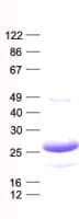 Human GINS1 / PSF1 Protein (Recombinant His, N-Terminal)