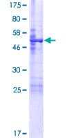 Human FAM125B Protein (Recombinant GST)