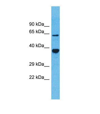 OR5D13 Antibody (C-Terminus)