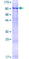 Human AIFM3 Protein (Recombinant GST)
